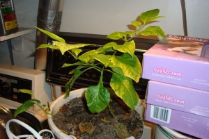 121 The peppers I started in the late Winter