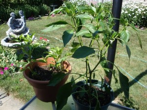 128 My Dad took good care of these while I was in TO, just don't know which seeds are growing, so they'r