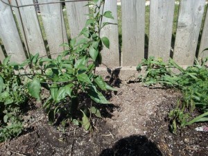 130 A Jalepeno and a struggling mystery pepper