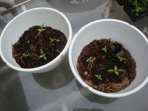 138 Growing with the will to live