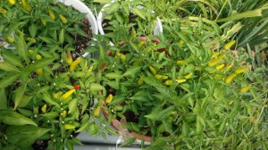 139 Seemingly hundreds of Tabascos