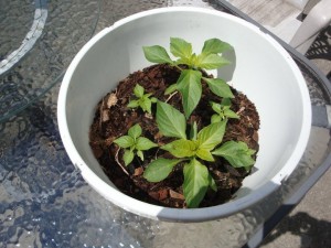 141 Tall ones are Cayenne Peppers, the smaller ones are Naga Morich