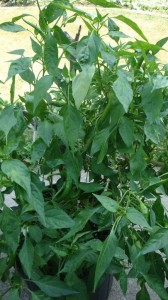 145 My cayenne that had a head start