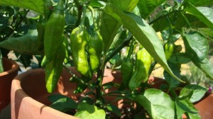 146 The Naga Morich beginning to ripen