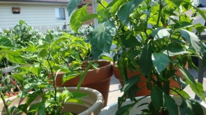 147 Some Cayennes from the other side