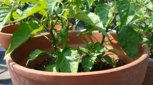 149 The first Naga Morich grown_ I named this plant Hiroshima