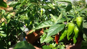 150 Not bad for a first go