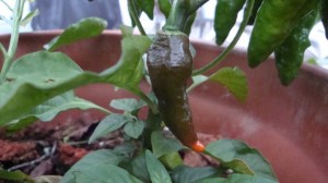 152 My first ripening Naga_ Key question_ Now what_ This pepper doesn't like you