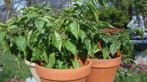 158 They're starting to get the hint that it's time to ripen